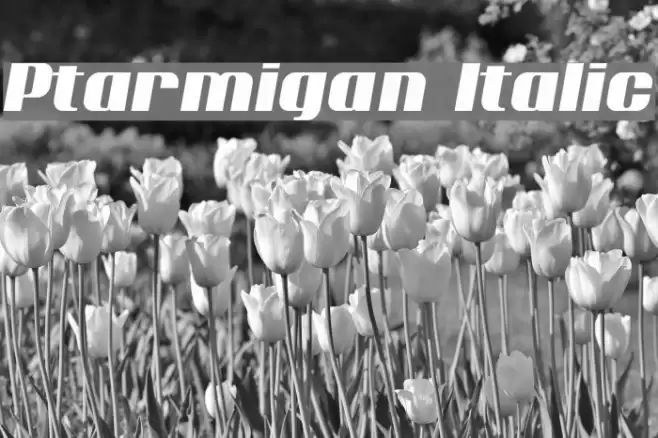 Ptarmigan Italic Font examples