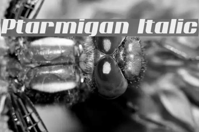 Ptarmigan Italic Font examples