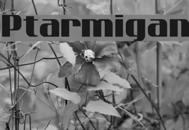 Ptarmigan Font examples