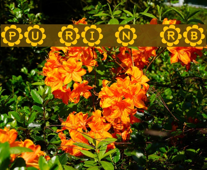 PU-RI-N [sRB] Example 3