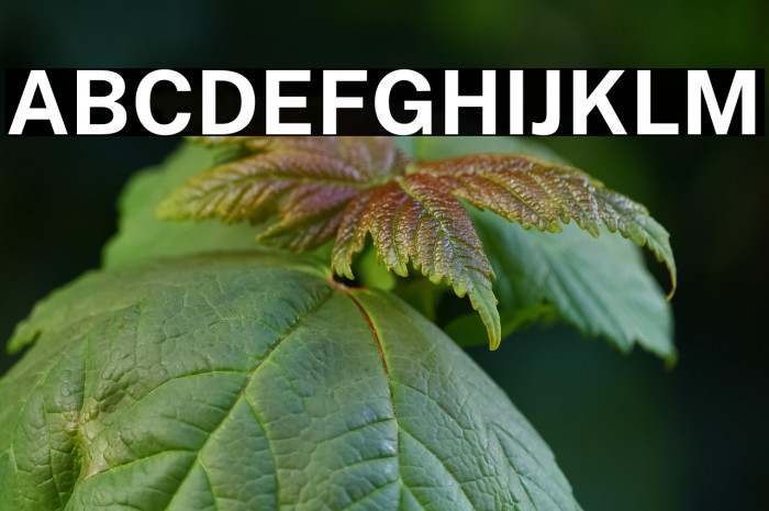 Public Sans Bold Example 3