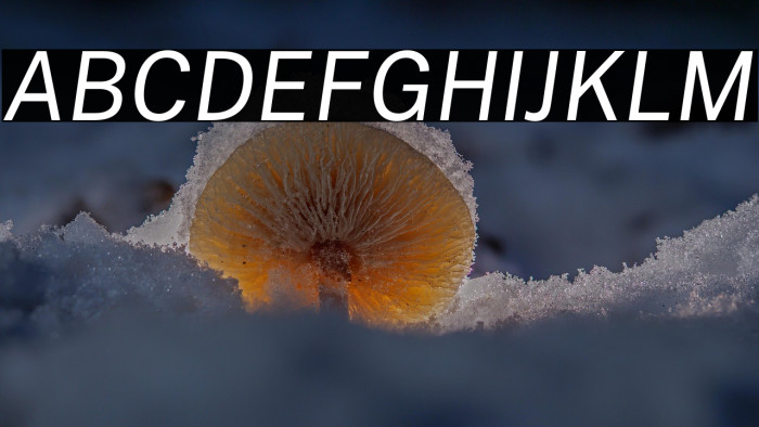 Public Sans Italic Example 3