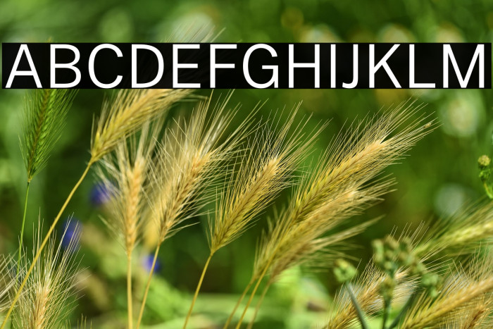 Public Sans Light Example 1