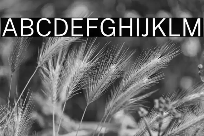 Public Sans Light Font examples