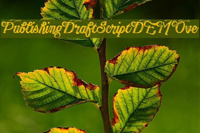PublishingDraftScriptDEMOve Font examples