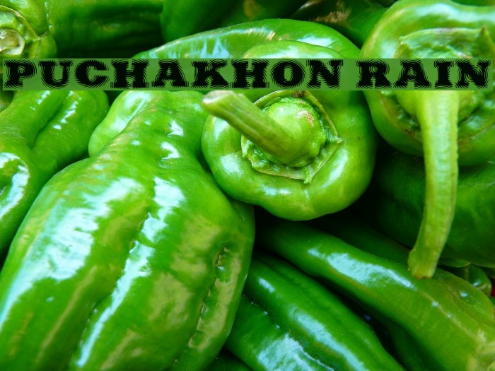 Puchakhon RAIN Font examples
