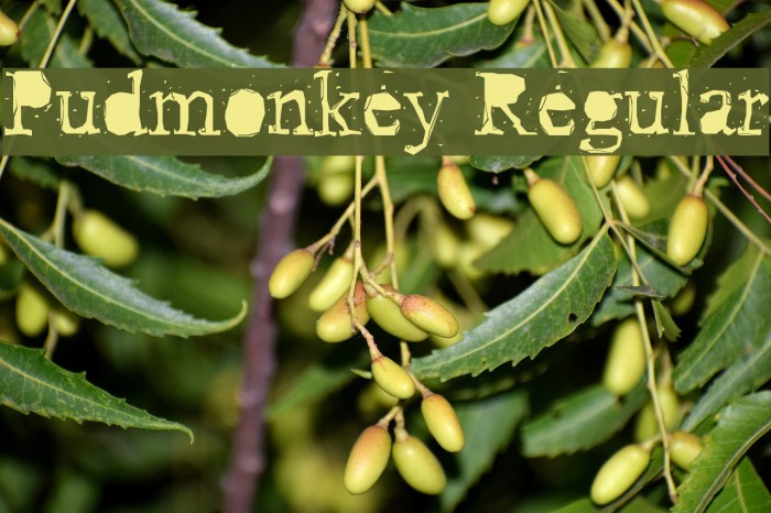 Pudmonkey Regular Font examples