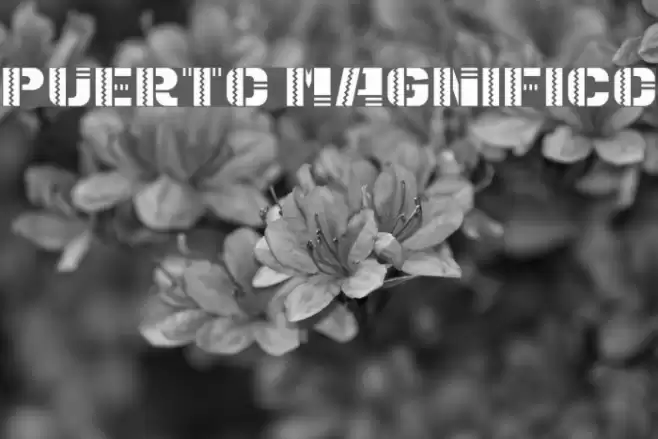 Puerto Magnifico Font examples