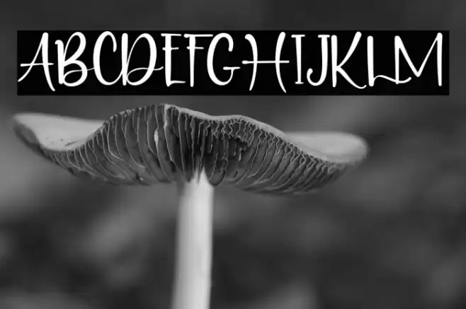 PuertoRico Font examples