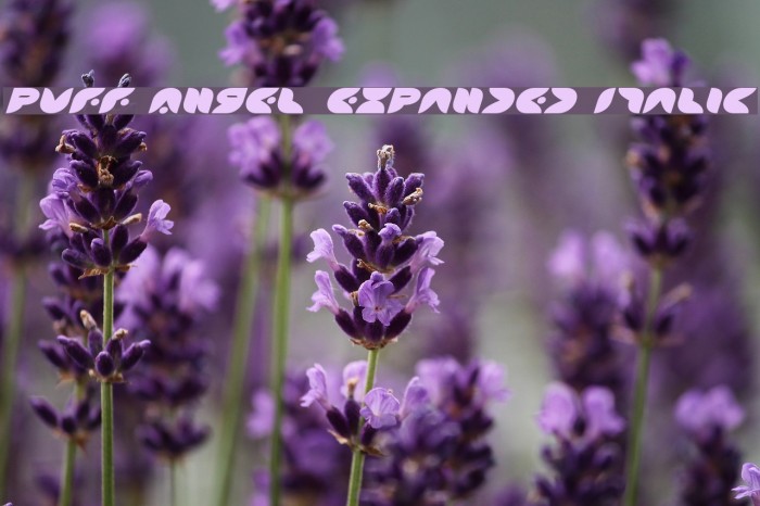Puff Angel Expanded Italic Example 3