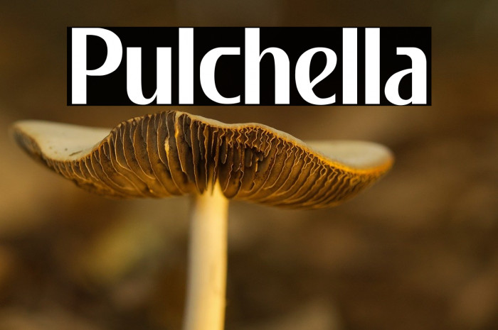 Pulchella Example 2