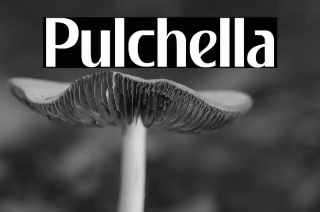 Pulchella Font examples