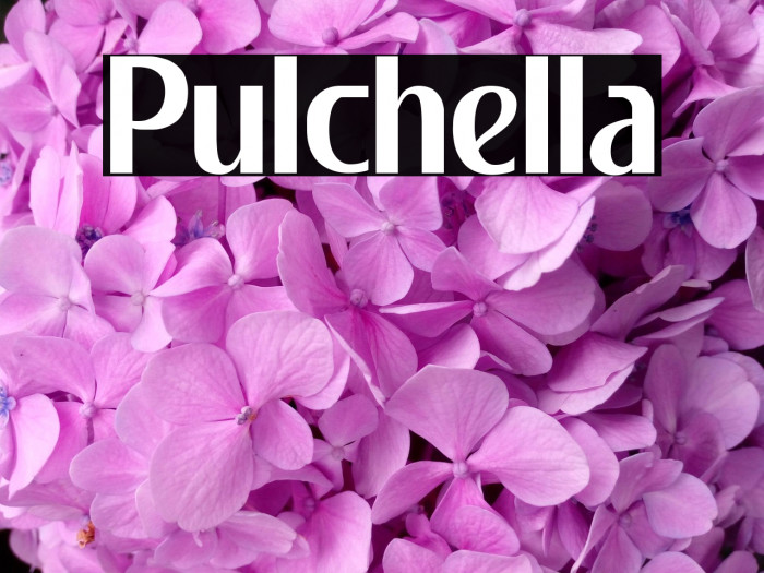 Pulchella Example 3