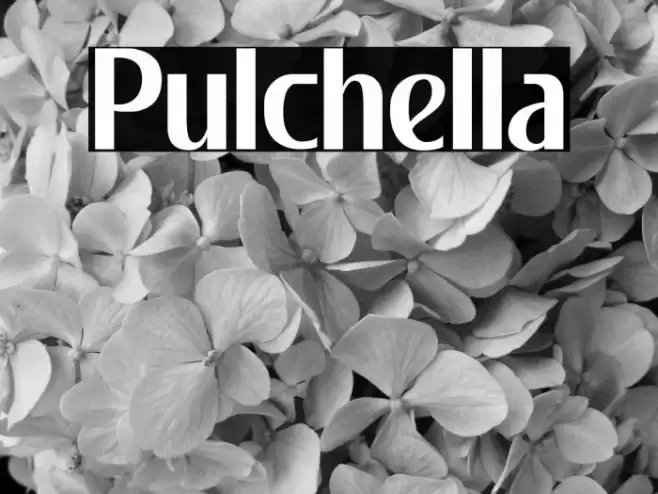 Pulchella Font examples