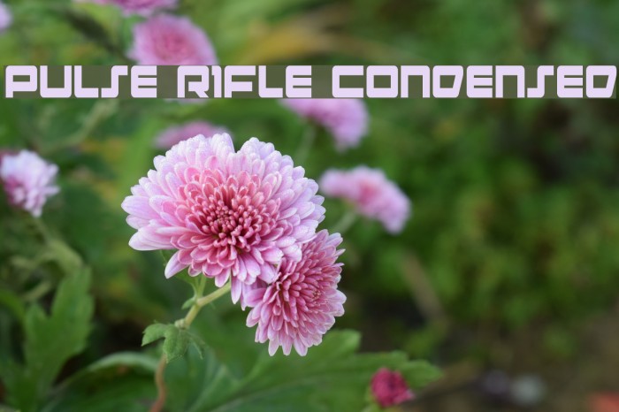 Pulse Rifle Condensed Polices examples