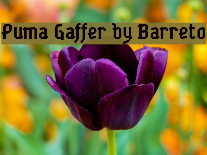 Puma Gaffer by Barreto Example 2