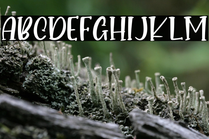 Pumpkin Babes - Personal Use Example 1