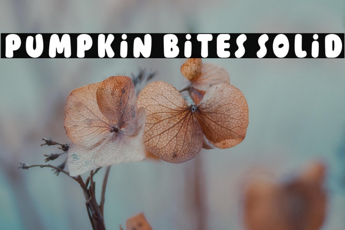 Pumpkin Bites Solid Example 3
