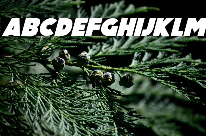 Pumpkin King Italic Example 1