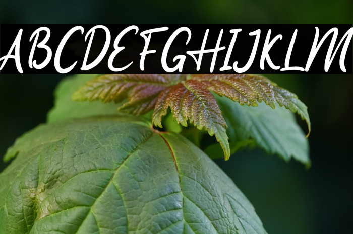 Pumpkin Web - Personal Use Example 1