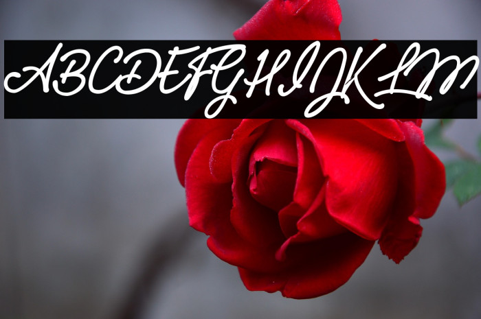 Pumpkins Personal Use  Example 3