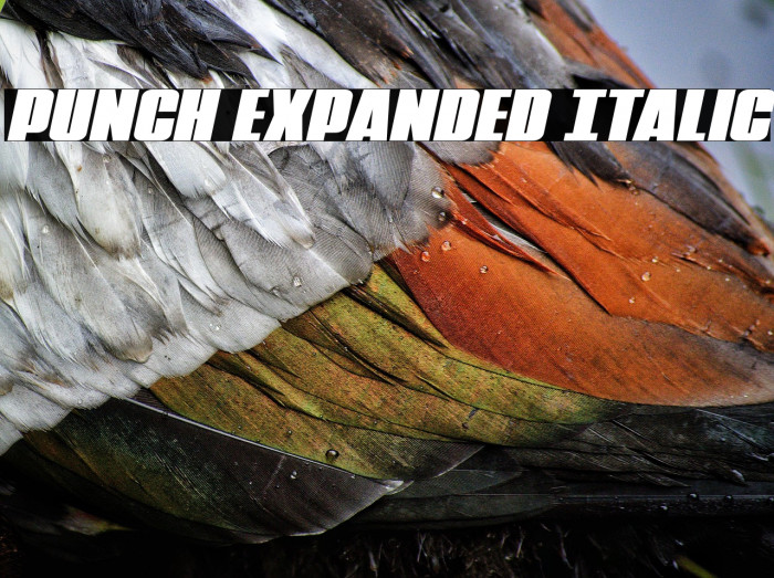 Punch Expanded Italic Example 1