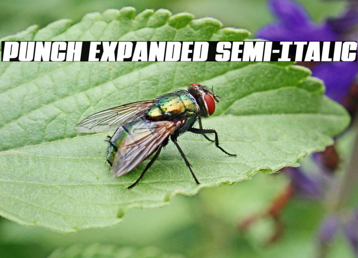 Punch Expanded Semi-Italic Example 3