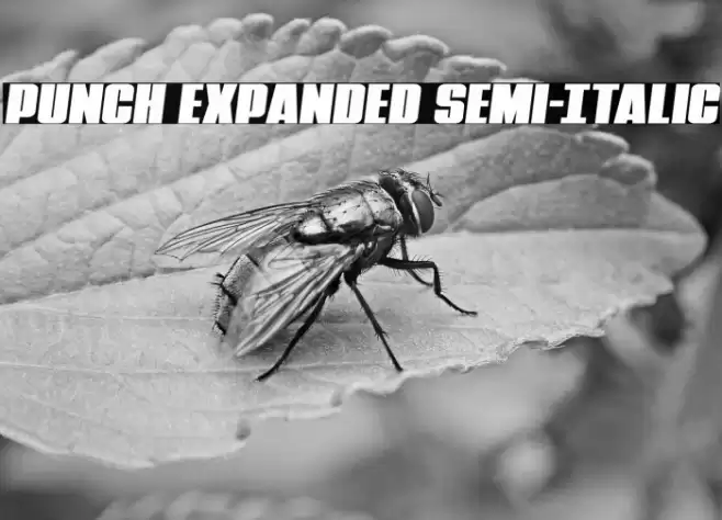 Punch Expanded Semi-Italic Font examples