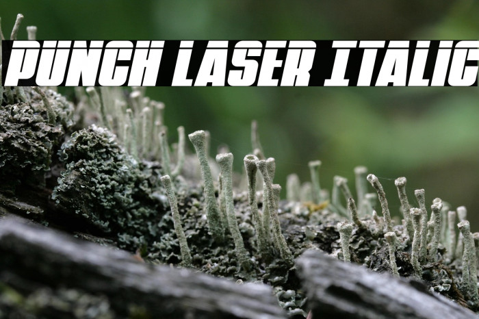 Punch Laser Italic Example 3