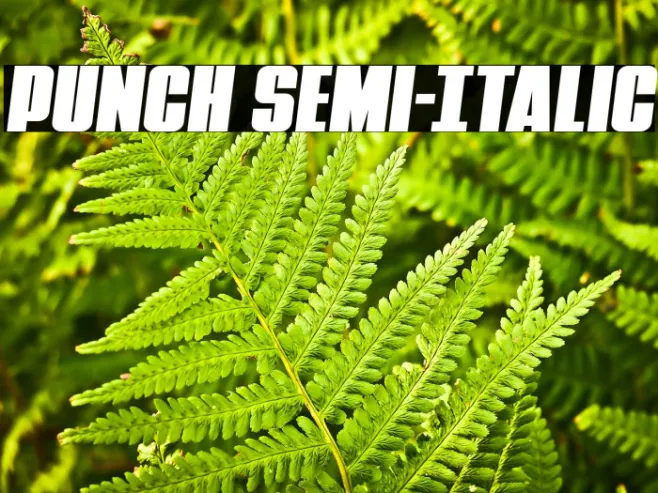 Punch Semi-Italic Example 1