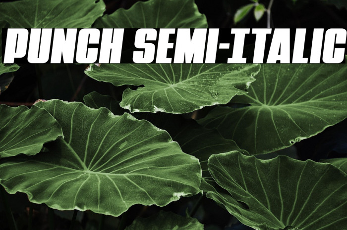 Punch Semi-Italic Example 2