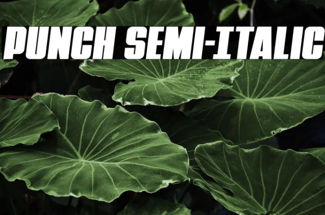 Punch Semi-Italic Example 2