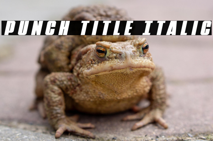 Punch Title Italic Example 2