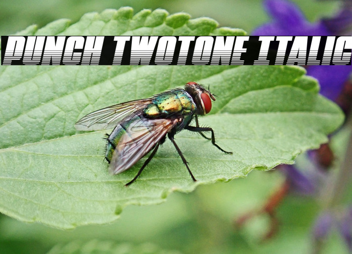 Punch Twotone Italic Example 3