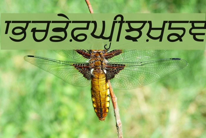 Punjabi Italic Font examples