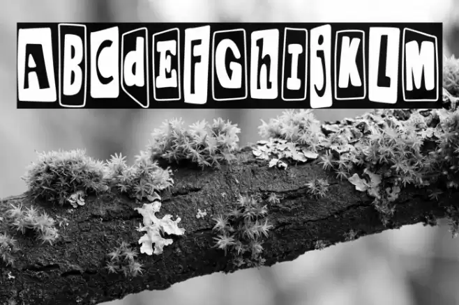 Punk Homo Erectus Polices examples