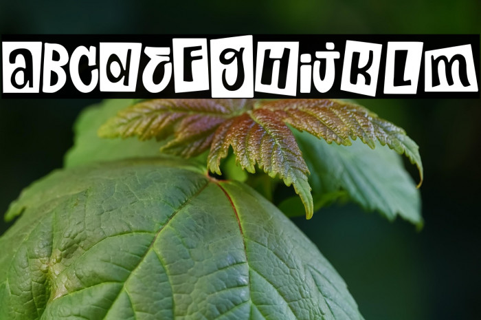 Punk Toons Channel Example 2