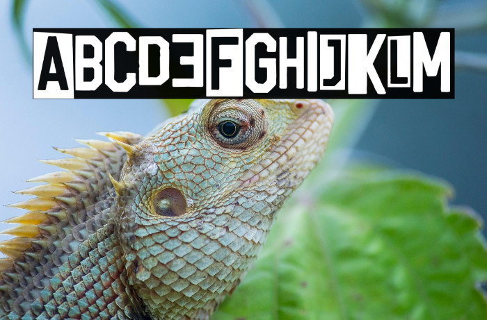 Punk University Example 3