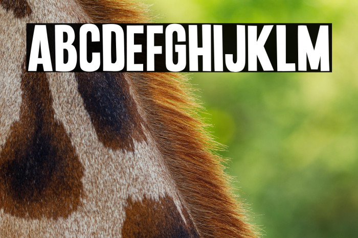 Punkaholic Example 1