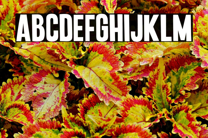 Punkaholic Example 2