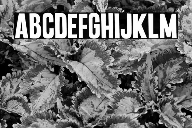 Punkaholic Font examples