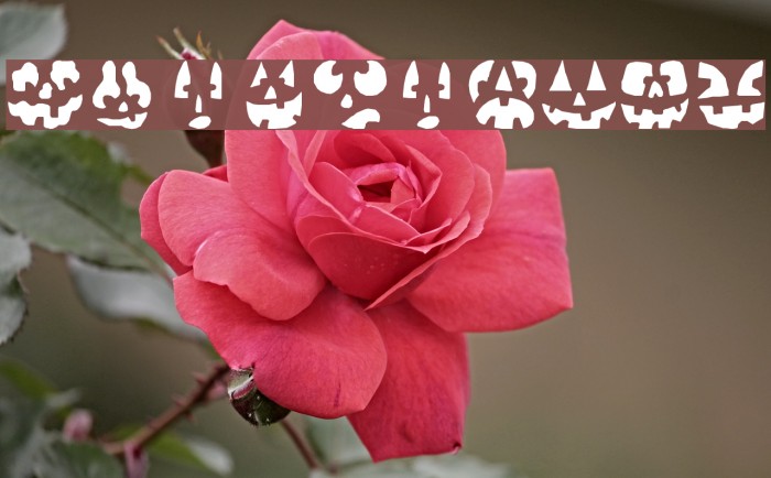 Punkinhead Fonte examples