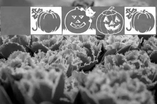 Punkins Fonte examples