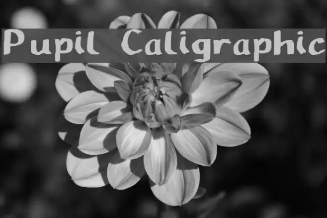Pupil Caligraphic Font examples