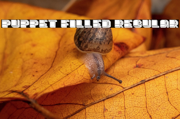 Puppet Filled Regular Example 2