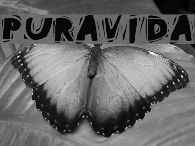 PuraVida Font examples