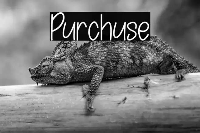 Purchuse Font examples