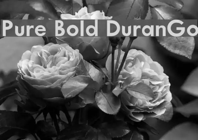 Pure Bold DuranGo Font examples