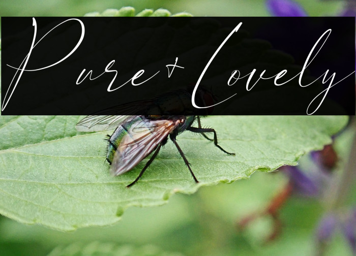 Pure+Lovely Example 1