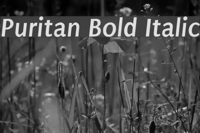 Puritan Bold Italic Font examples
